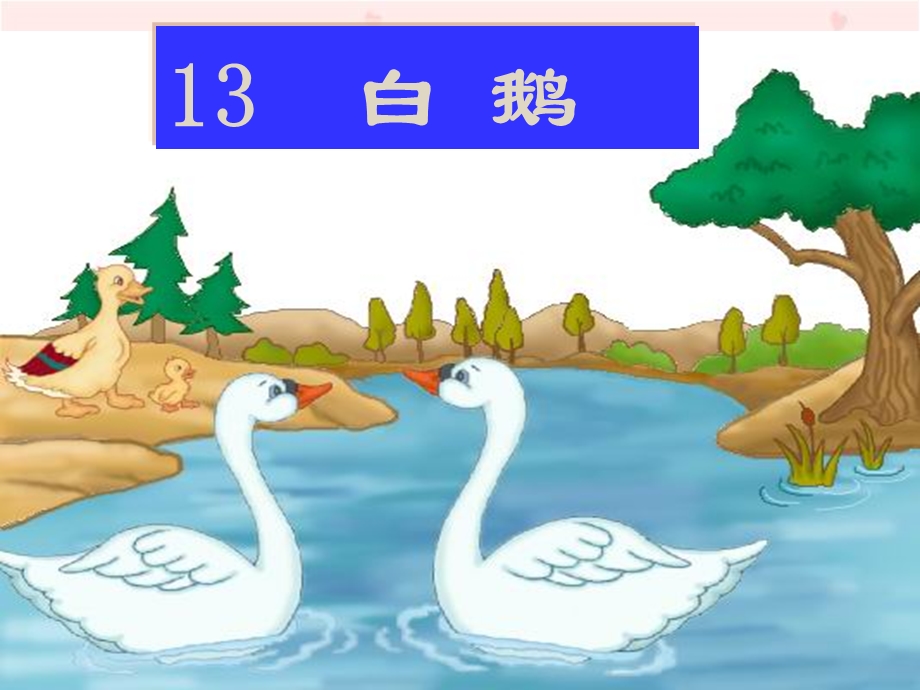 小学语文《白鹅》PPT课件.ppt_第3页