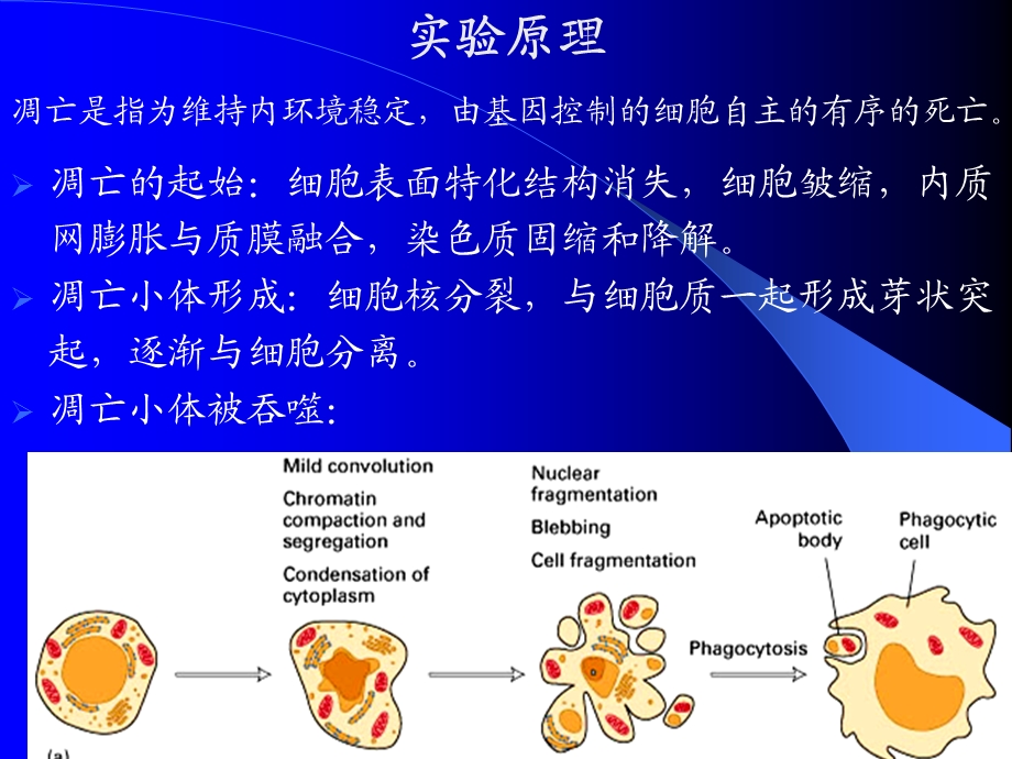 实验六吖啶橙染色检测细胞凋亡.ppt_第3页