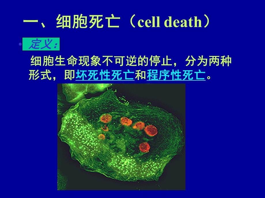 实验六放线菌素D诱导细胞凋亡形态学观察.ppt_第3页