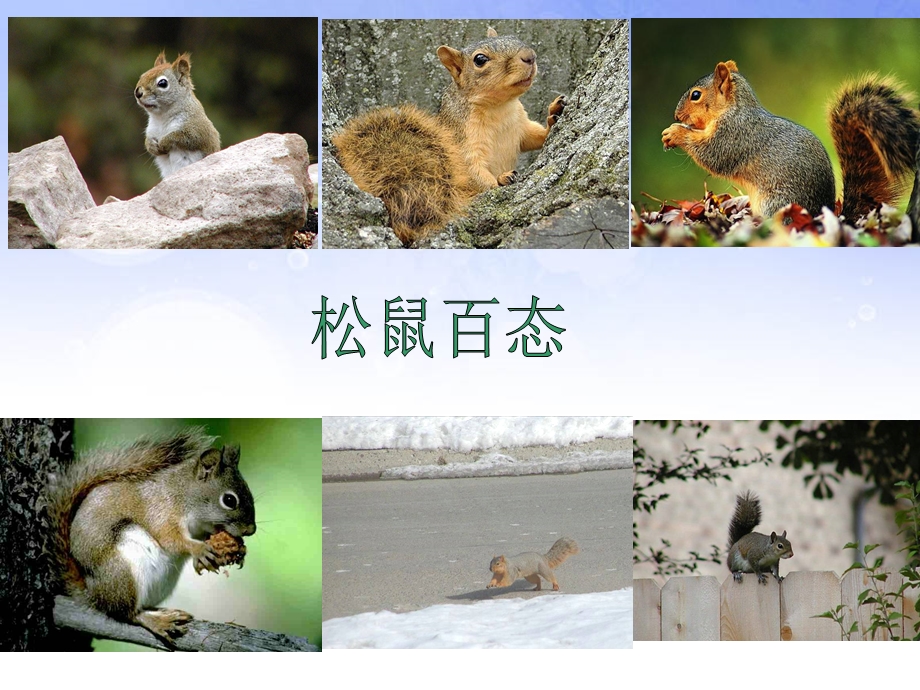 22跑进家来的松鼠 .ppt_第2页