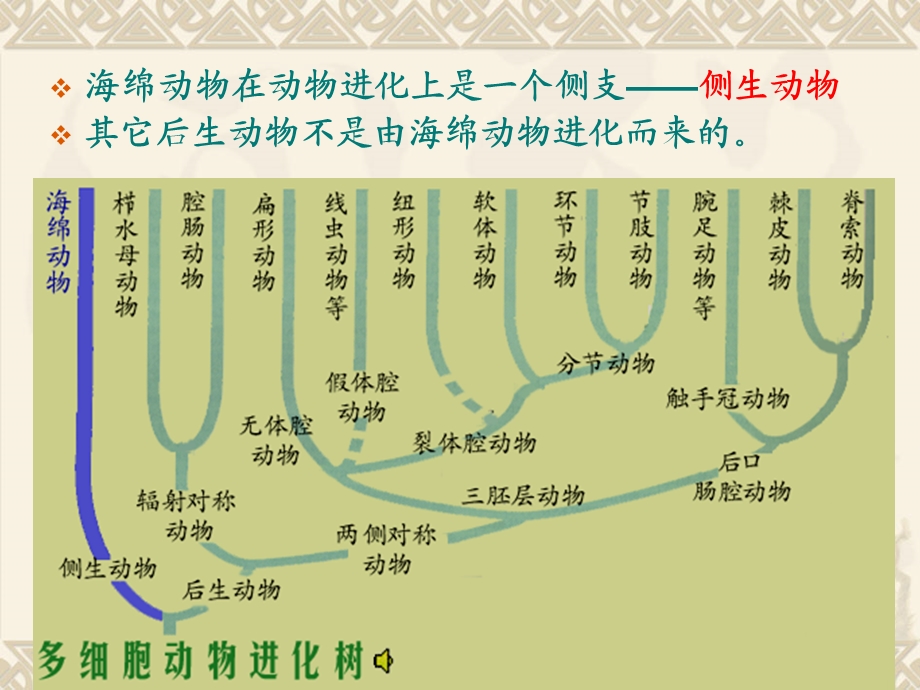 多孔动物门(Porifera).ppt_第3页