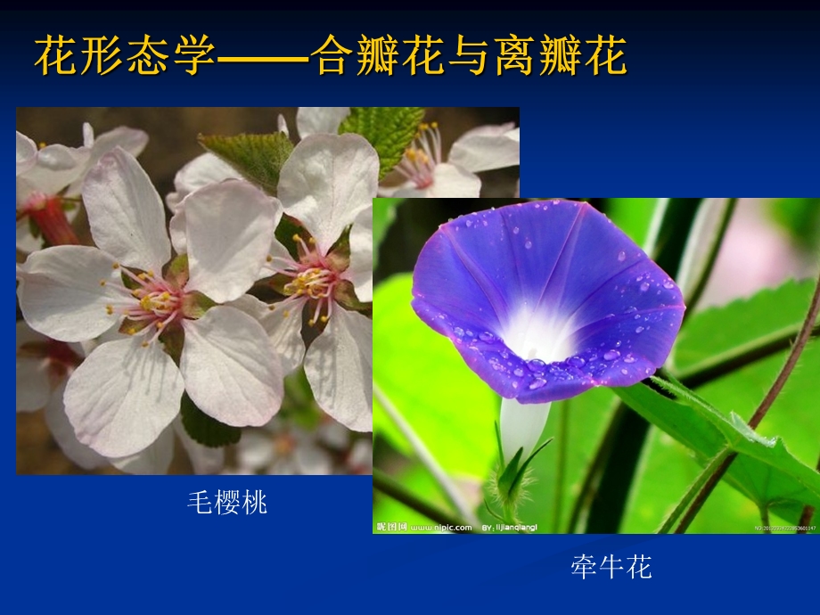 实验一花的外部形态和内部结构观察.ppt_第3页