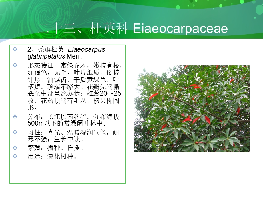 二十三杜英科Eiaeocarpaceae.ppt_第3页