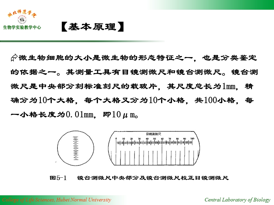 实验5微生物大小及数量测定.ppt_第3页