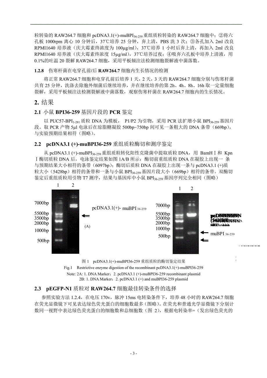 小鼠 BPI N 端功能基因片段的克隆及其表达产物在胞内.doc_第3页