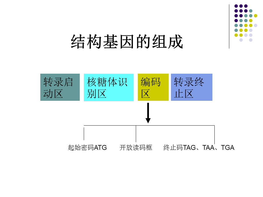 基因的克隆与分离.ppt_第3页