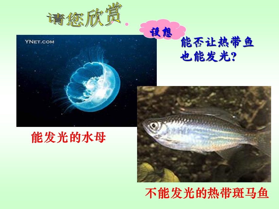 基因工程及其应用上课.ppt_第1页