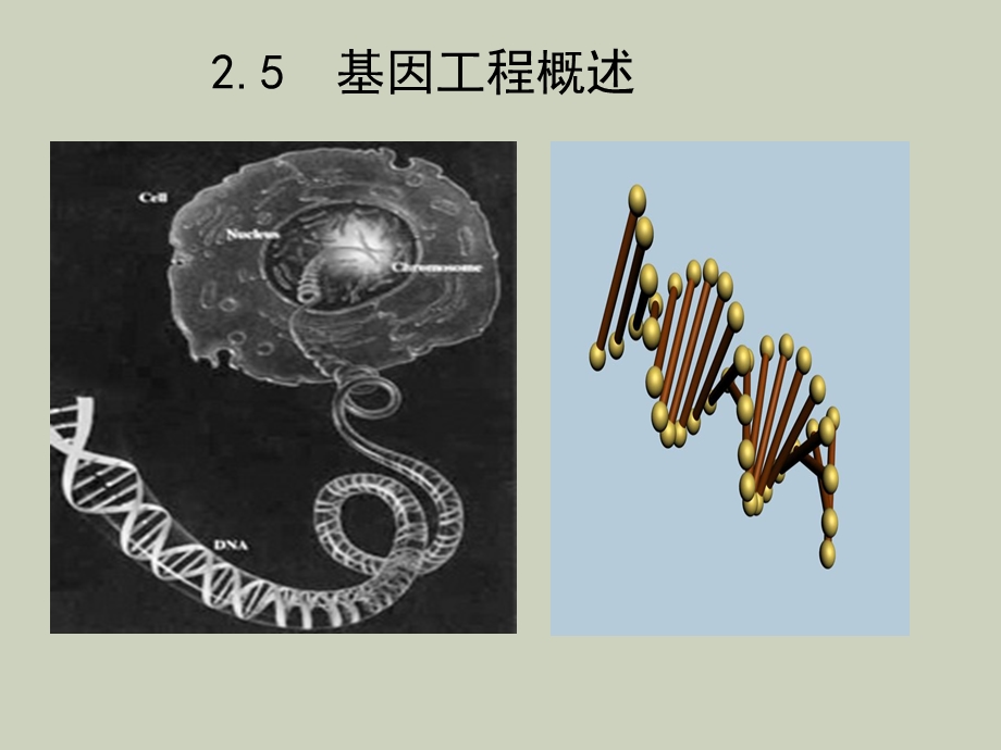 基因工程作业.ppt_第1页