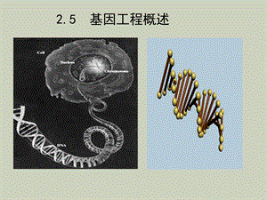 基因工程作业.ppt