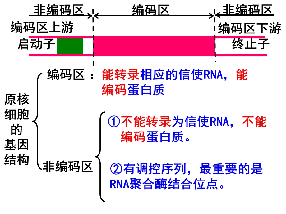 基因工程的步骤好有真原核基因区别.ppt_第3页