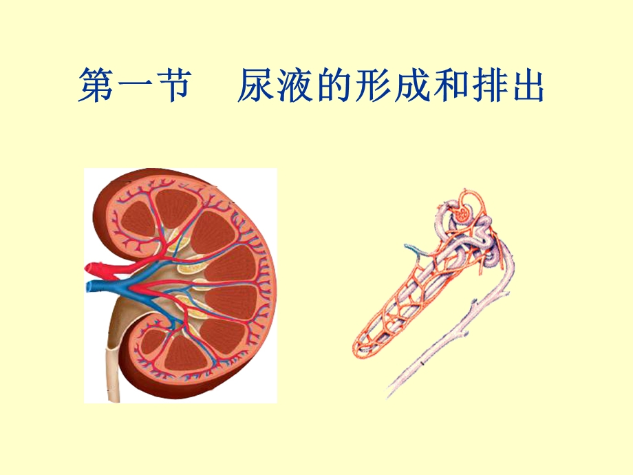 尿液的形成和排出 (2).ppt_第1页