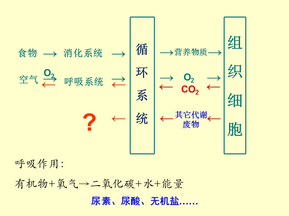 尿液的形成和排出 (2).ppt_第2页