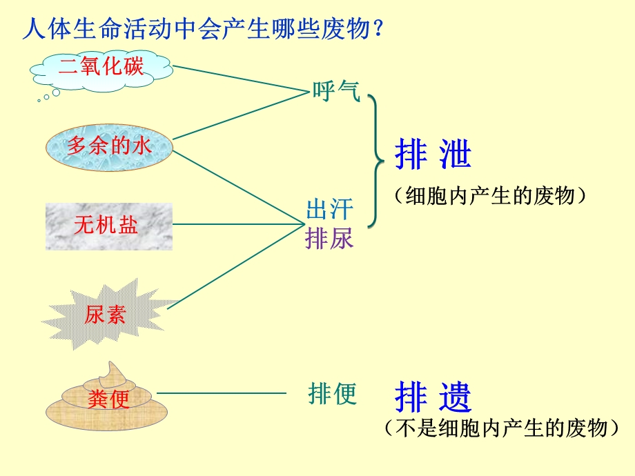 尿液的形成和排出 (2).ppt_第3页