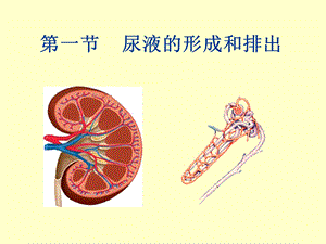 尿液的形成和排出 (2).ppt