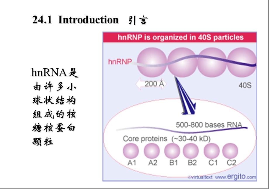 基础分子生物学课件24RNA的剪切与加工.ppt_第2页