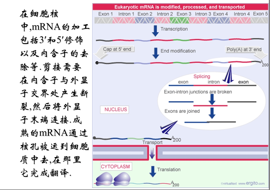 基础分子生物学课件24RNA的剪切与加工.ppt_第3页