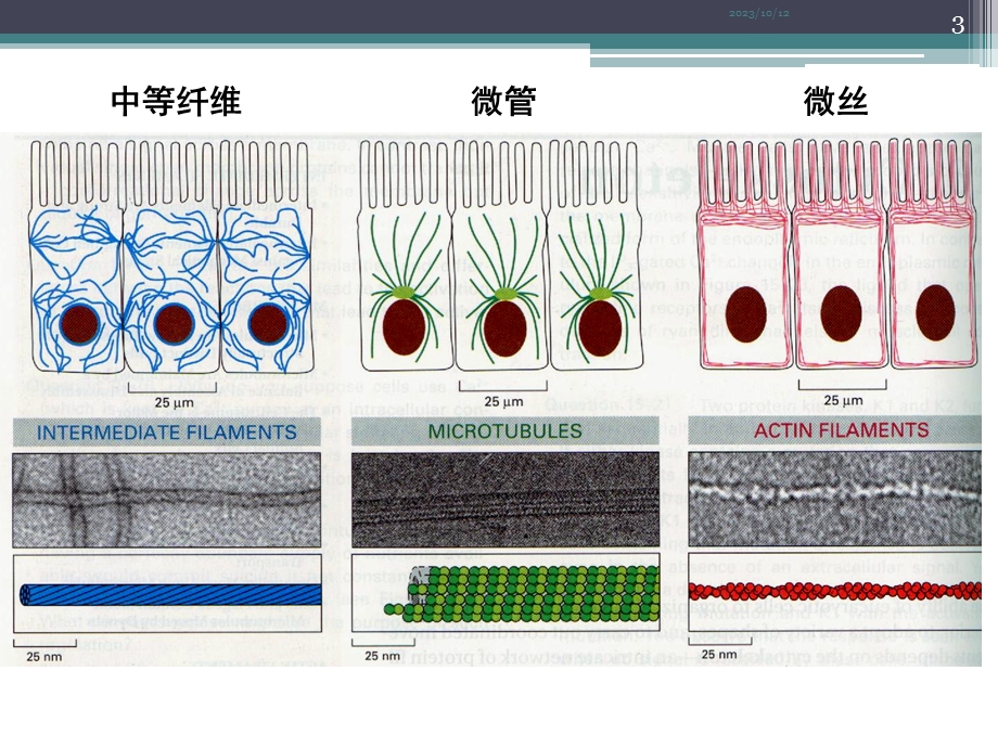 实验8考马斯亮蓝染色显示细胞骨架.ppt_第3页