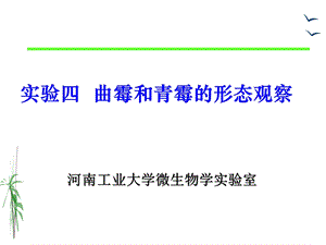 实验四曲霉和青霉的形态观察.ppt
