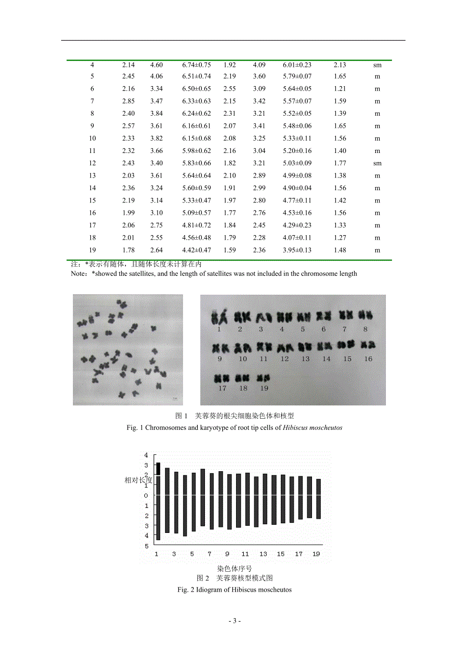 芙蓉葵Hibiscus moscheutos L有丝分裂核型分析.doc_第3页