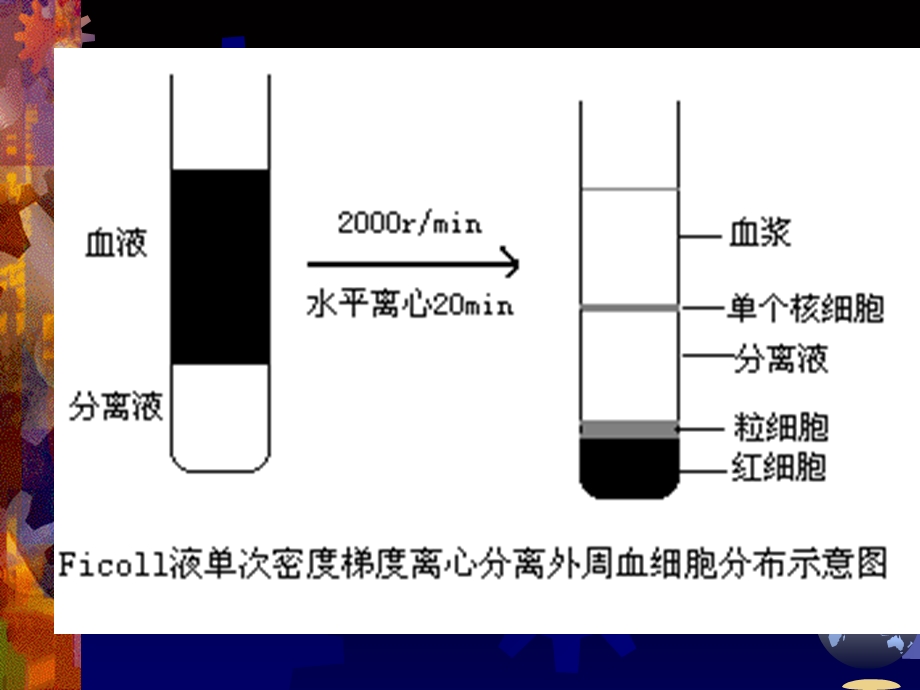 实验三特异性细胞免疫.ppt_第3页