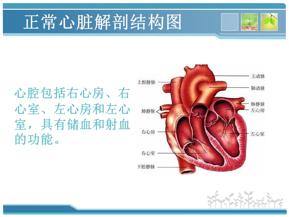 室间隔缺损修补术.ppt_第2页