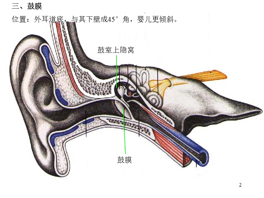 二章前庭蜗器.ppt_第2页