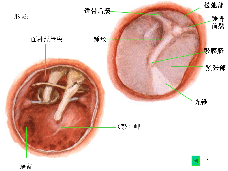 二章前庭蜗器.ppt_第3页