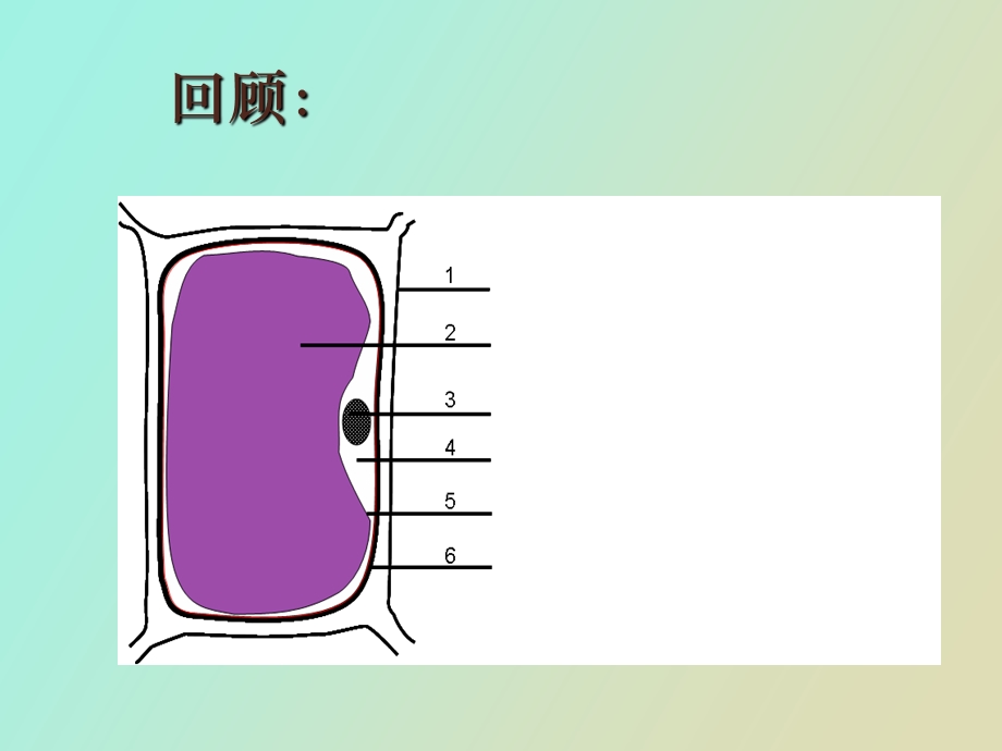 实验质壁分离.ppt_第2页