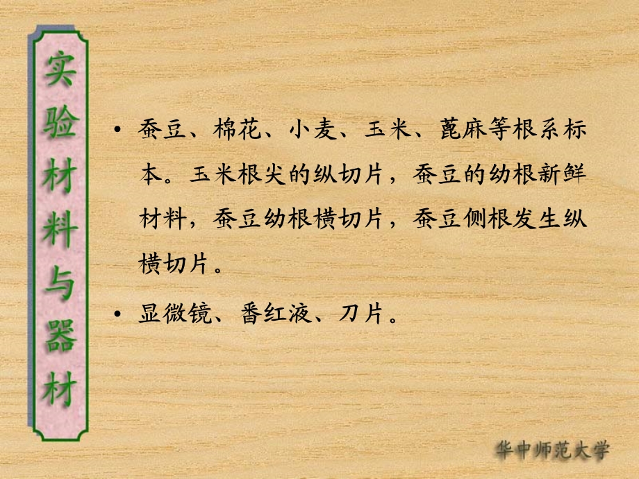 实验六根的初生结构及侧根的发生.ppt_第3页