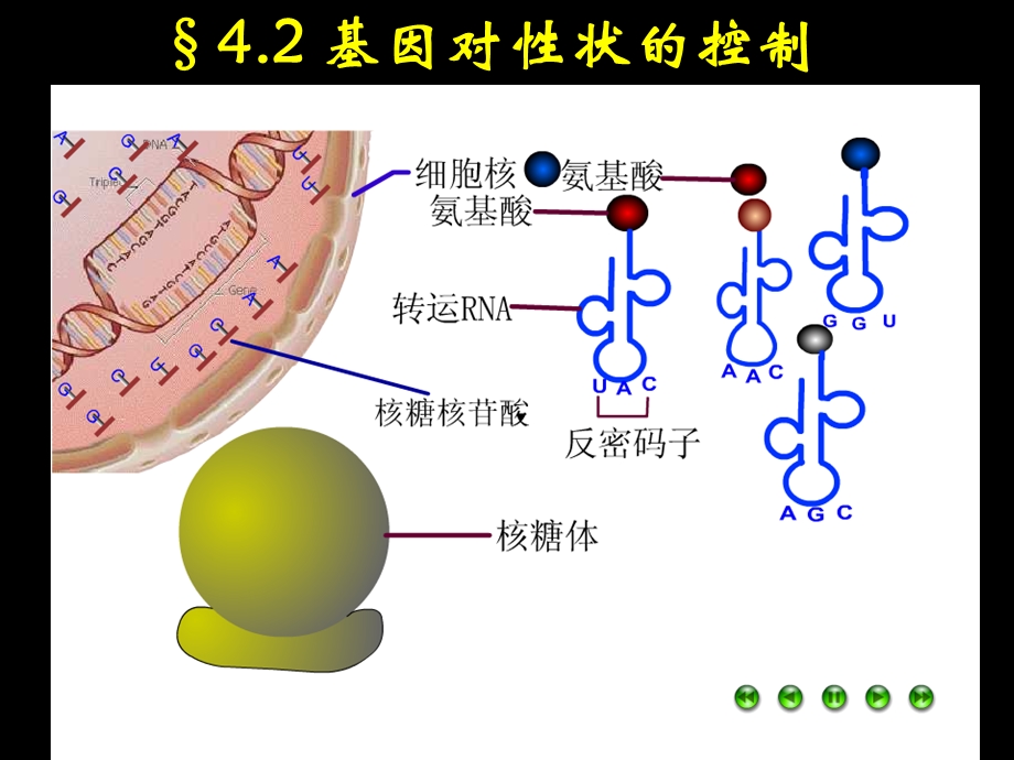 4.2基因对性状的控制课件朱秀花.ppt_第1页