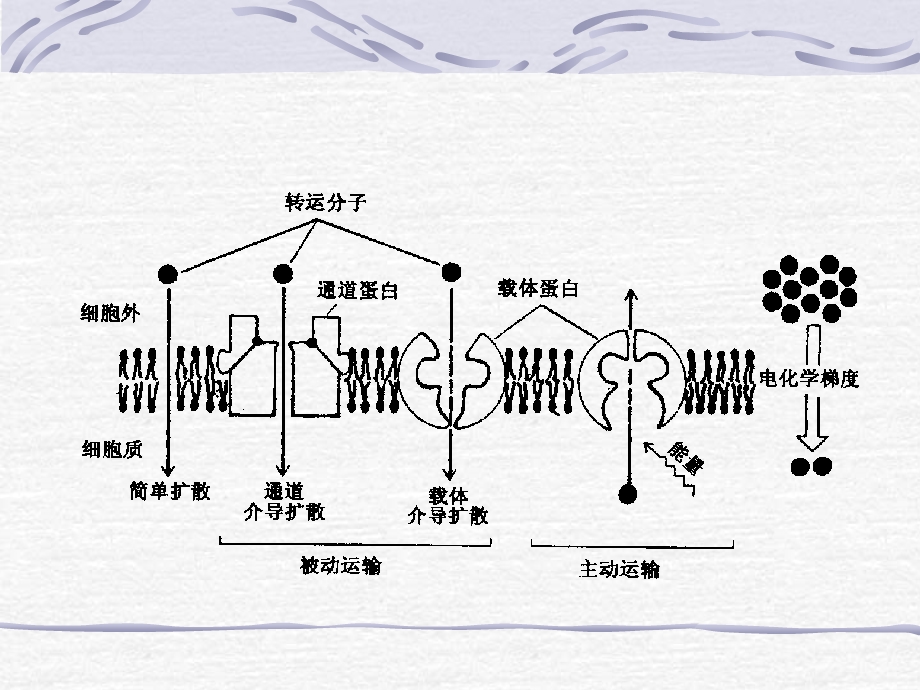 基础医学2版-细胞的基本功能.ppt_第2页