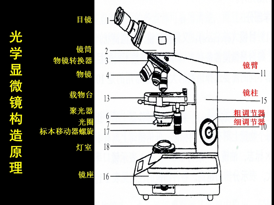实验三普通光学显微镜的使用及细胞形态观察.ppt_第3页