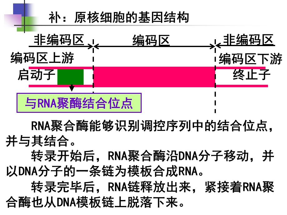 基因工程的基本操作顺序.ppt_第2页