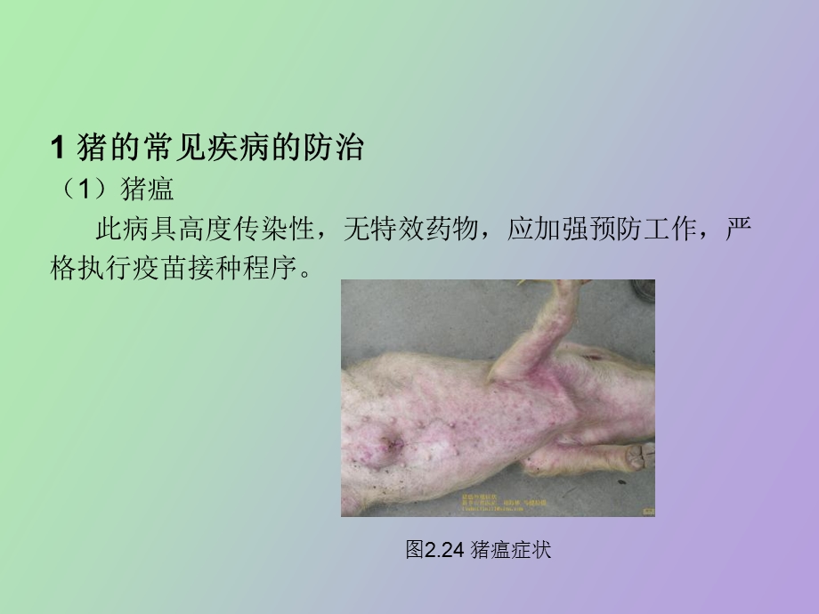 家畜常见疾病防治.ppt_第2页