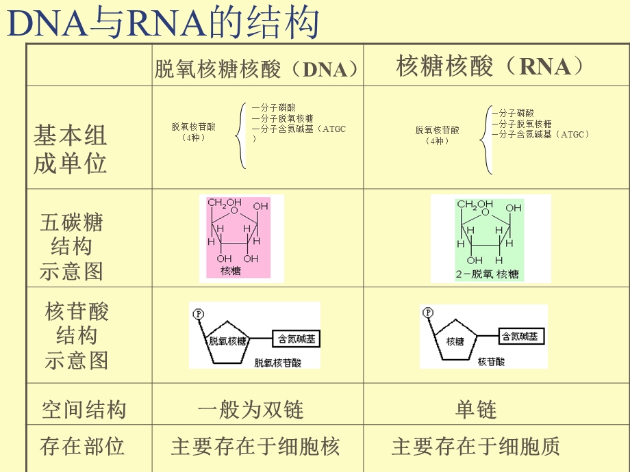 基因与分子生物学.ppt_第3页