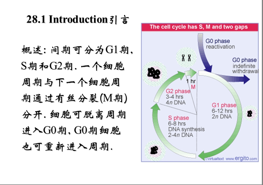 基础分子生物学29细胞周期和生长调控.ppt_第2页