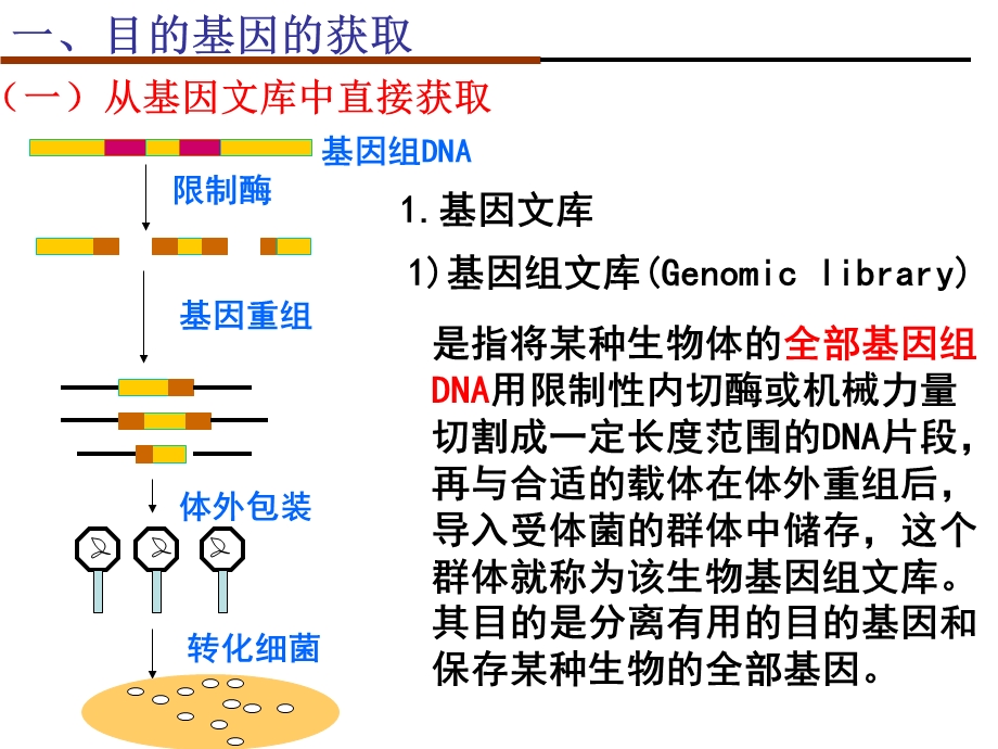 基因工程-获取目的基因.ppt_第3页