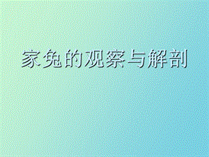 家兔的观察与解剖.ppt