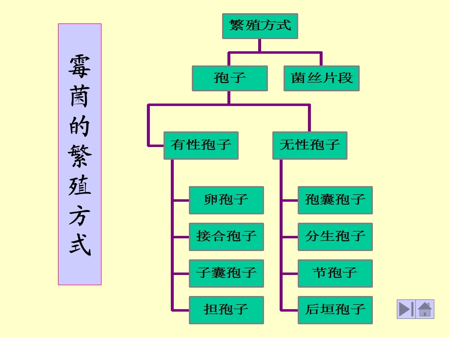 基础微生物学课件1孢子.ppt_第1页