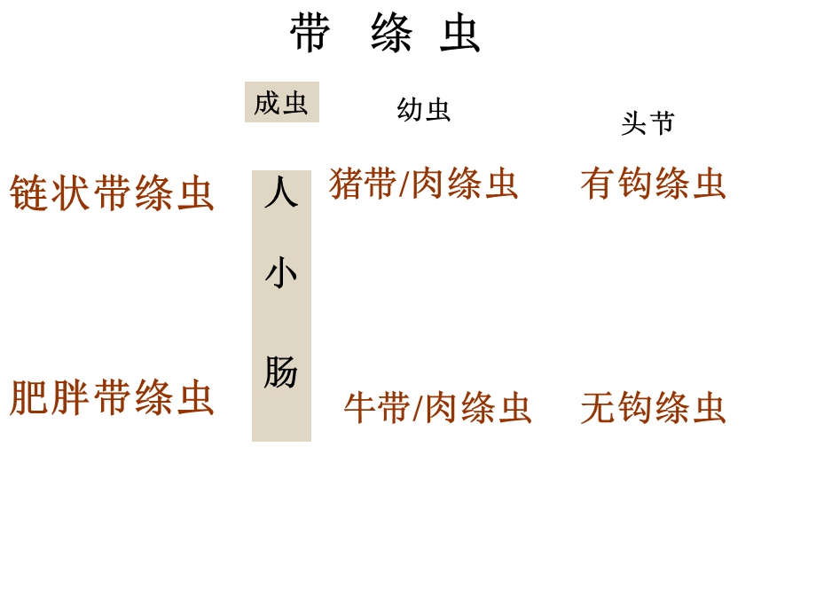 寄生虫课件猪带绦虫.ppt_第1页