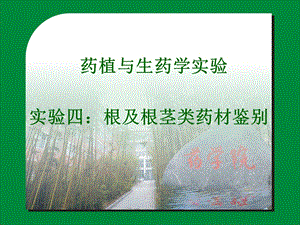 实验四根及根茎类药材鉴.ppt