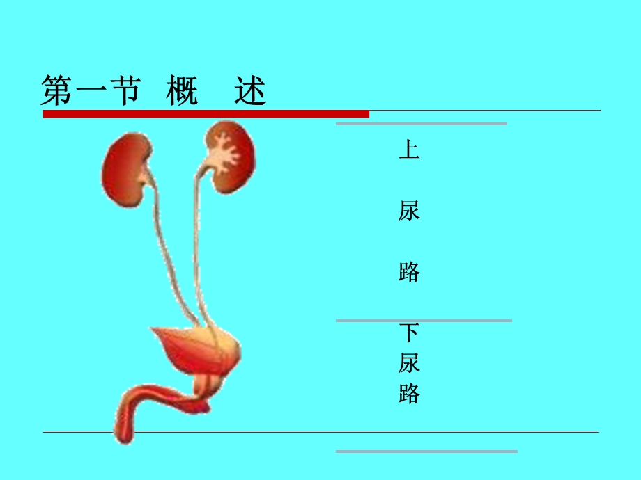 第三十七章尿石症病人的护理().ppt_第2页