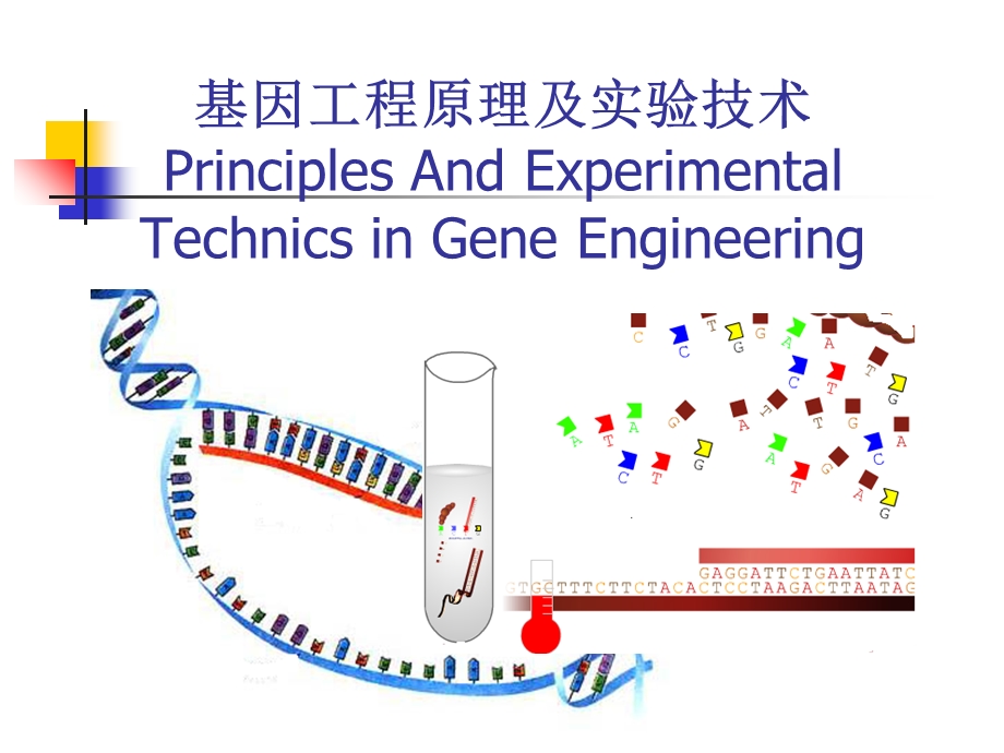 基因工程原理及实验技术.ppt_第1页