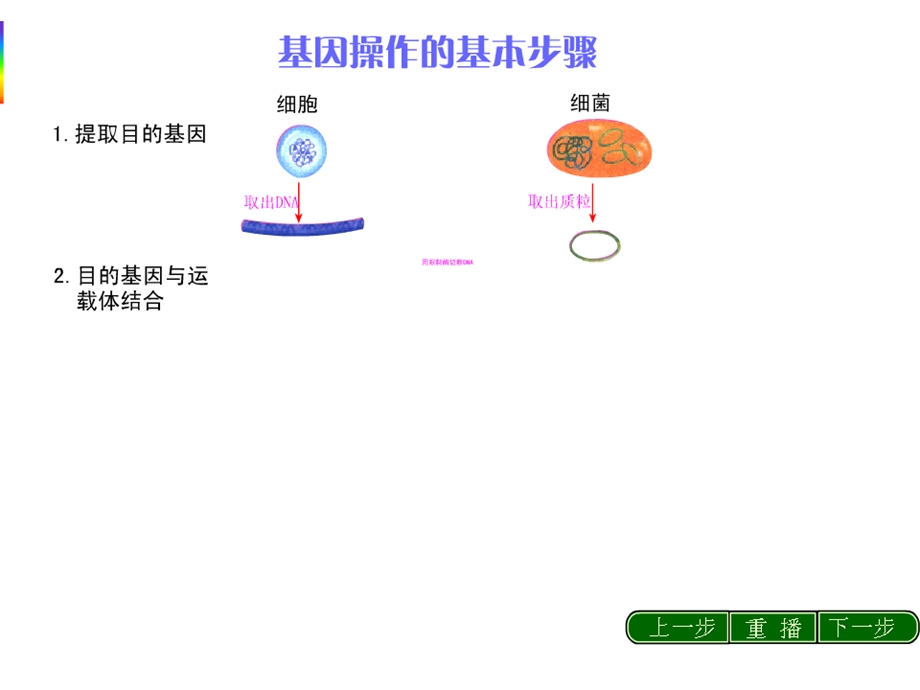 基因工程的操作复习.ppt_第2页