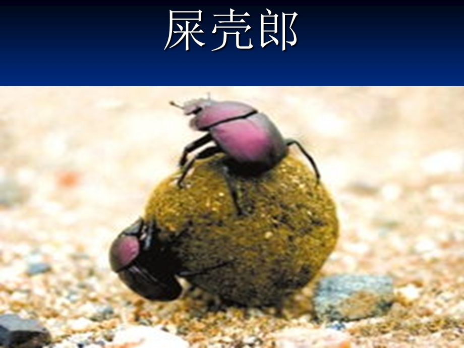 屎壳郎(DungBeetle)ppt.ppt_第1页