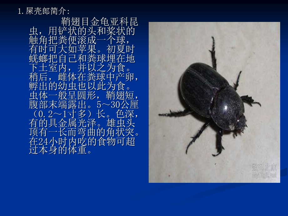 屎壳郎(DungBeetle)ppt.ppt_第3页