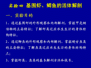 实验4基围虾、鲫鱼的活体解剖.ppt