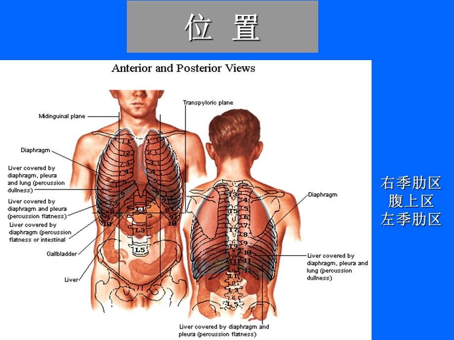 局解肝脏及肝外胆道正式.ppt_第3页