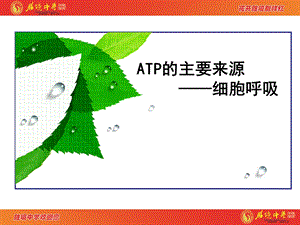 5.3ATP的主要来源——细胞呼吸.ppt