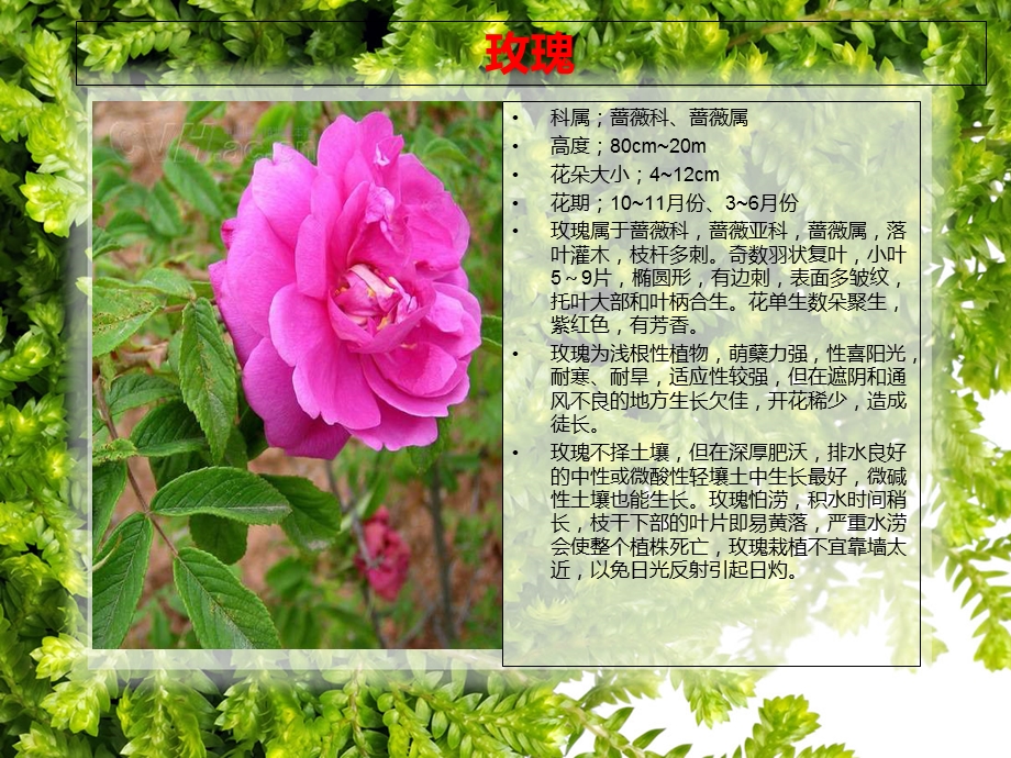 常见园林绿化灌木 (2).ppt_第2页